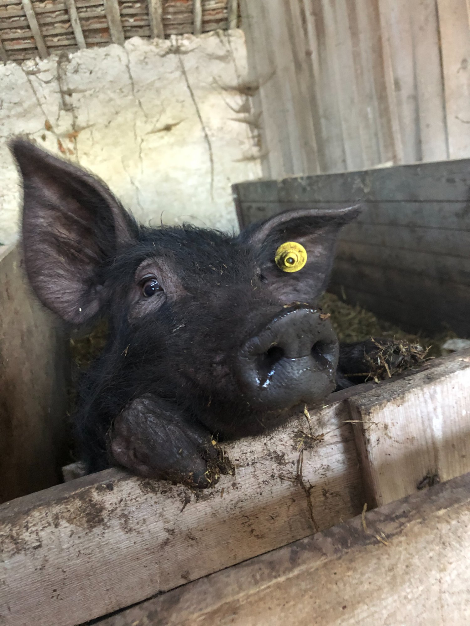 Jeune porc dans la grange