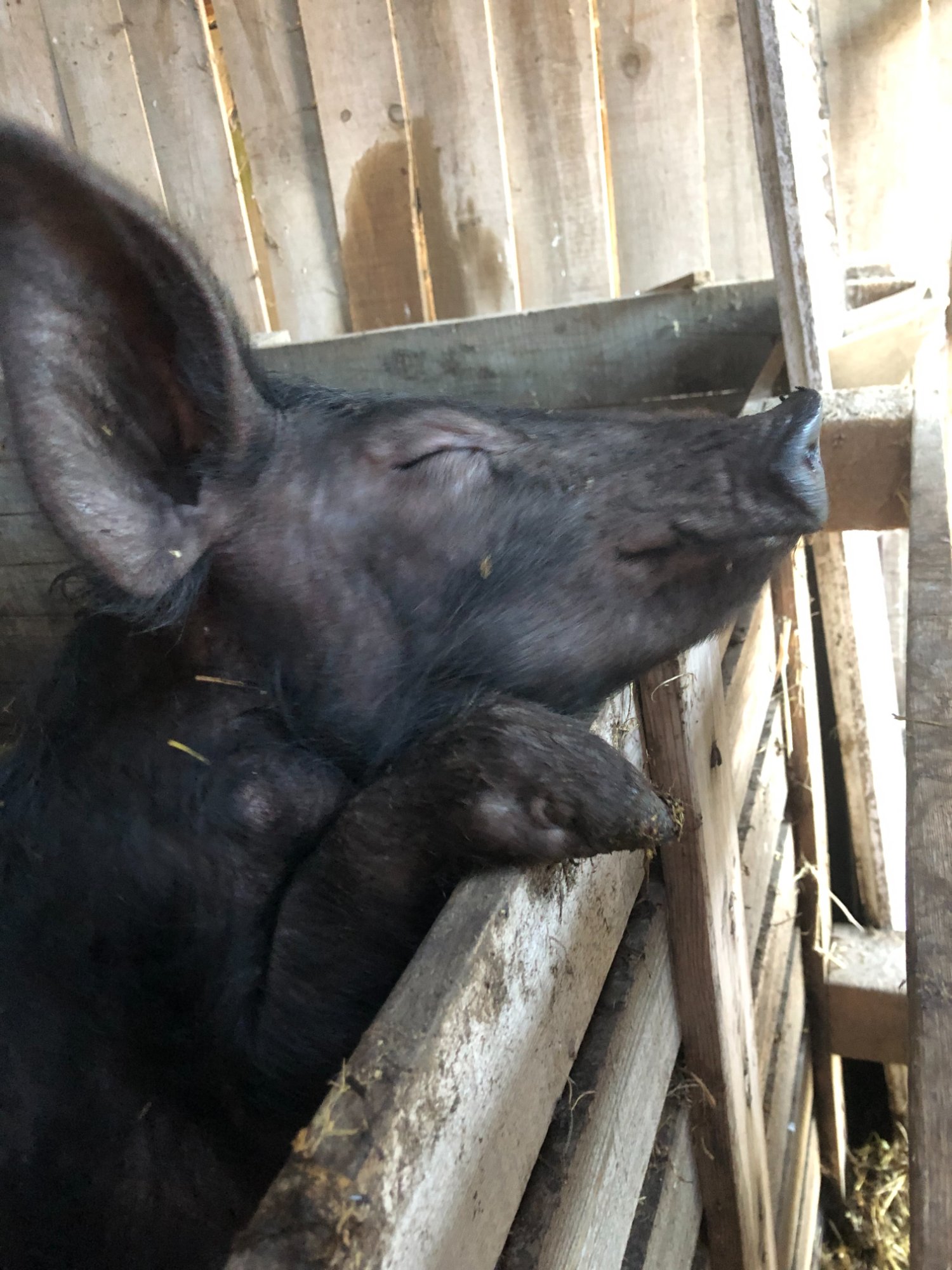 Jeune porc gascon