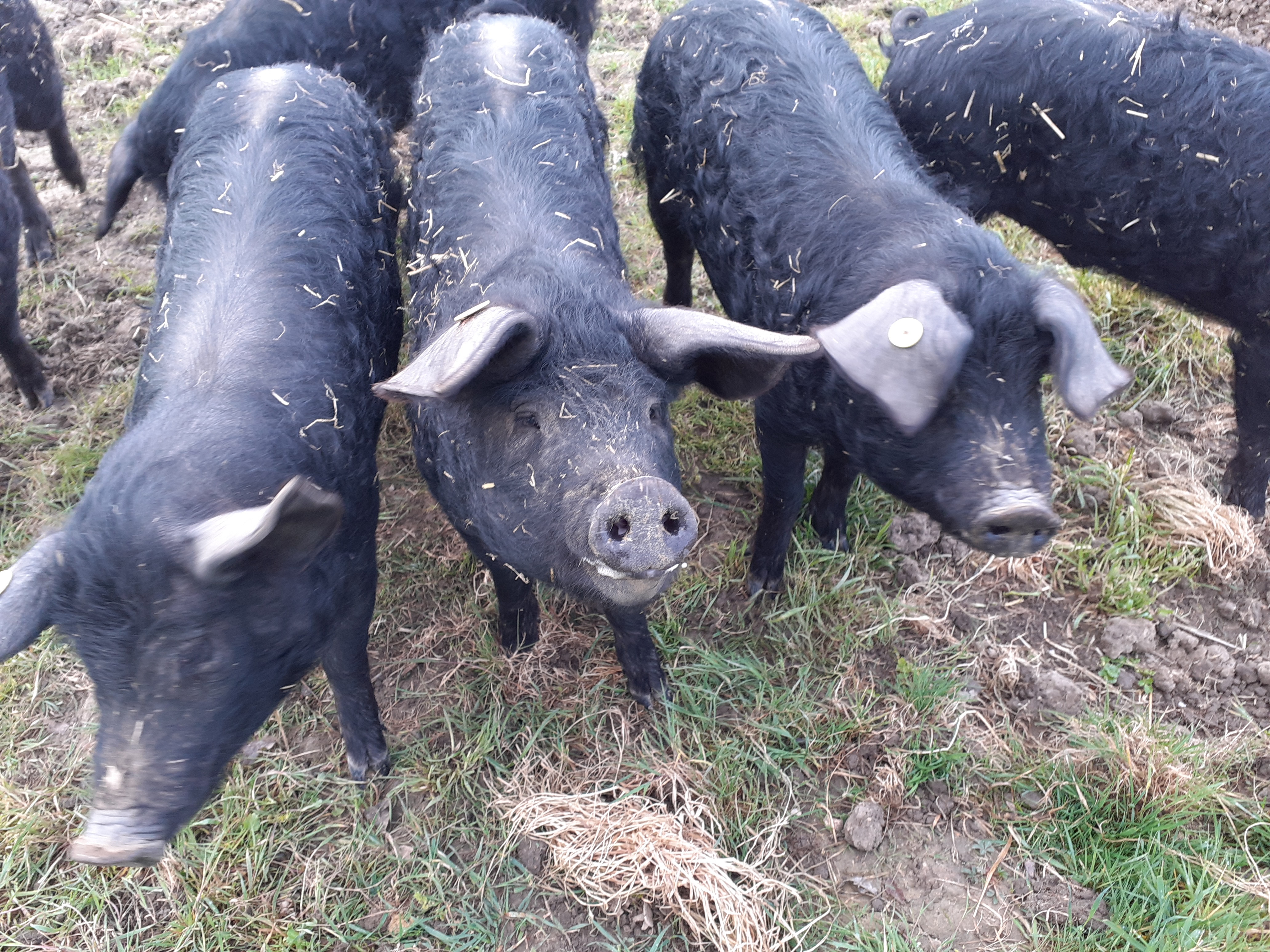 Jeune porc gascon
