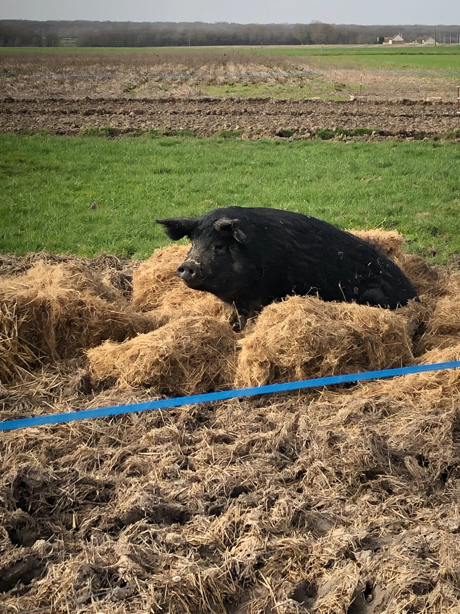 Porc gascon dans la paille