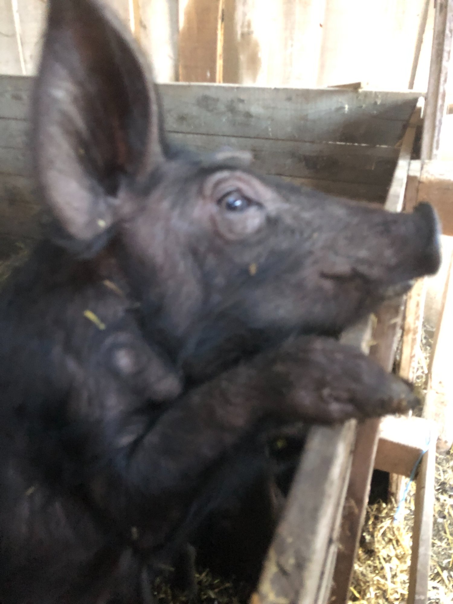 Portrait d'un porc gascon