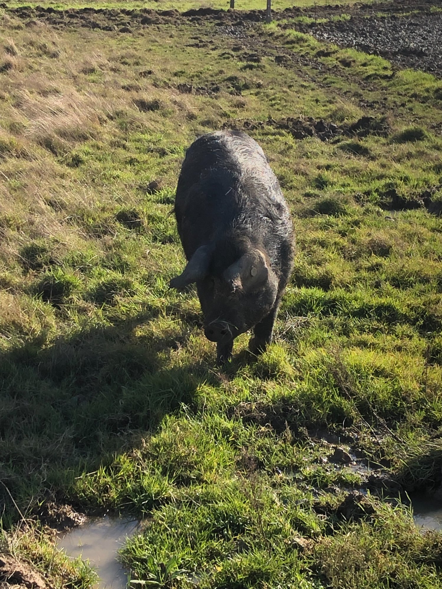 Porc gascon en liberté dans la prairie