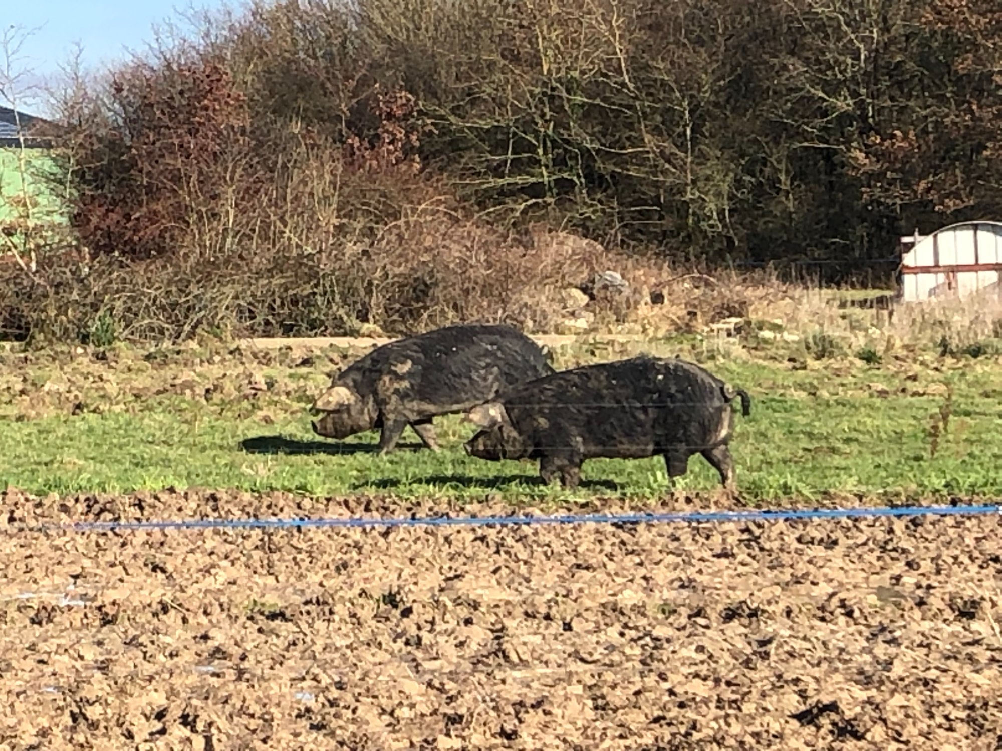 Porcs gascons en plein air