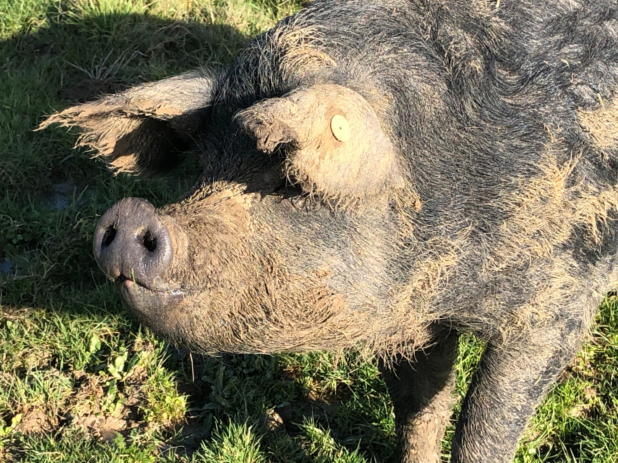 Deux porcs gascons dans la prairie