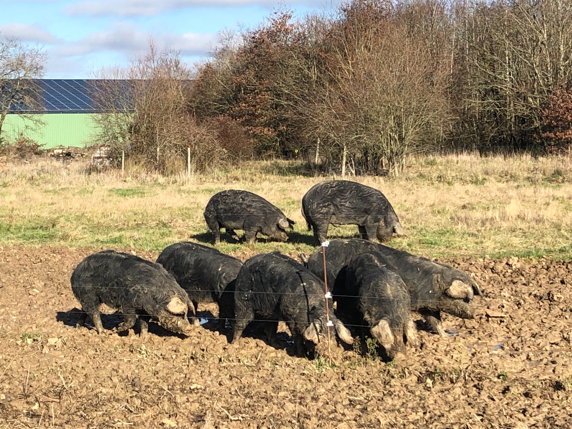 Troupeau de porcs gascons en plein air